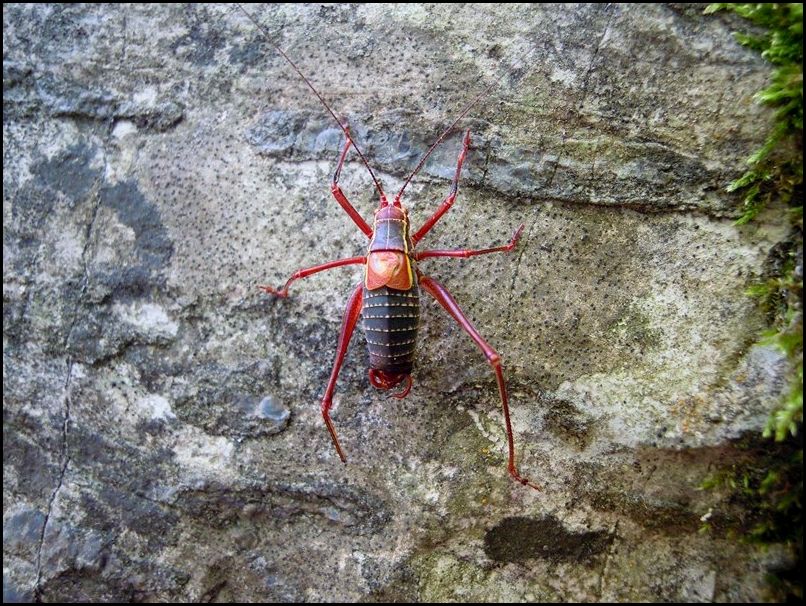 Barbitistes alpinus  (Phaneropteridae)